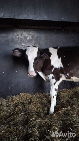 О Телята мясной пород холмогоры сименталы герефорд