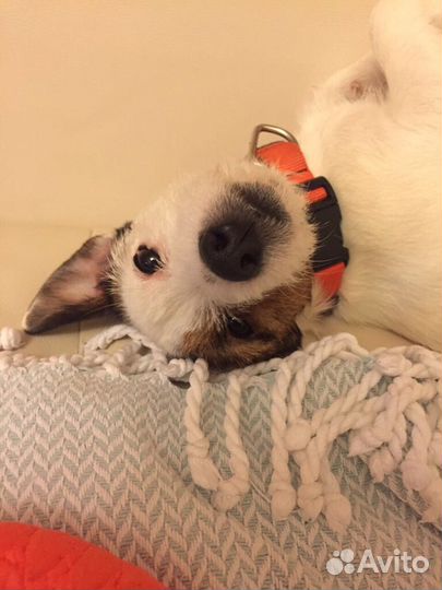 Гостиница для животных