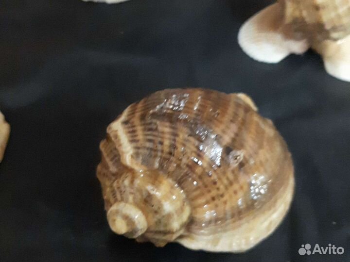 Сувениры из Ракушки