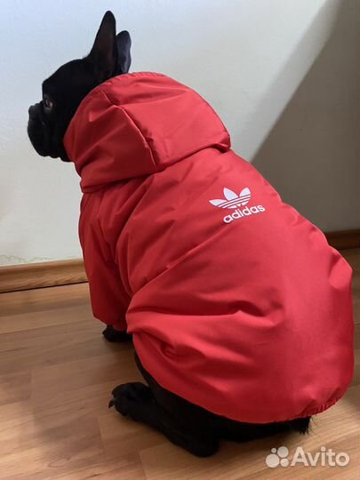 Собачья одежда