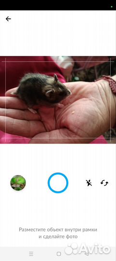 Джунгарский хомяк