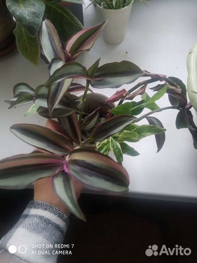 Комнатные цветы