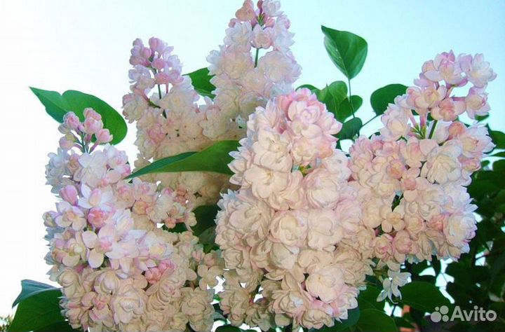 Растения для сада