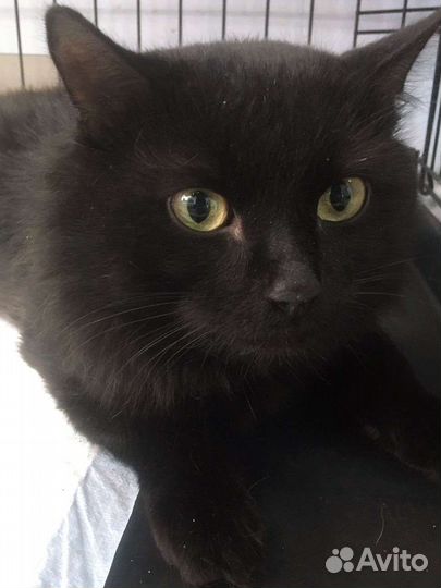 Кот. молодой. ласковый