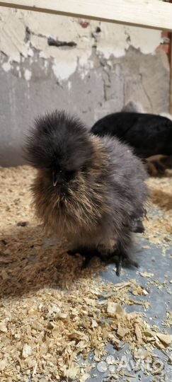 Китайские шелковые цыплята