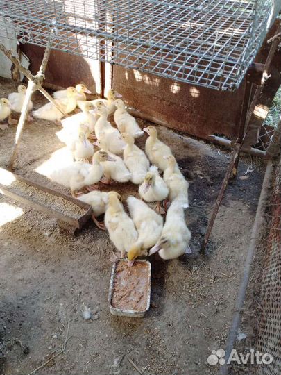 Индоутята белые