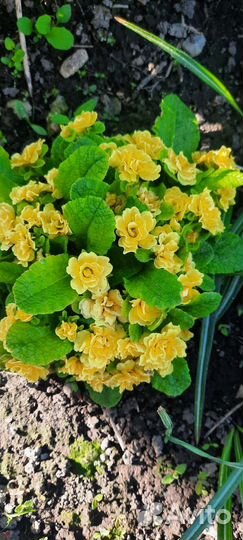 Примула беларина