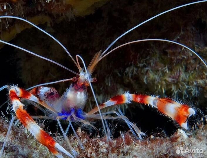 Морские рыбки