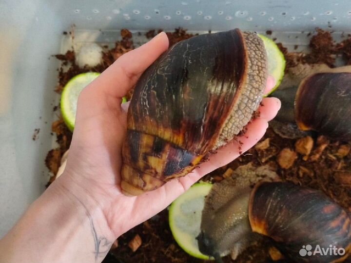 Архахатина Маргината