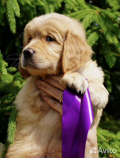 Щенки золотистого ретривера