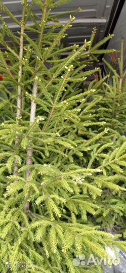 Ель. Сосна. Дуб Можжевельник