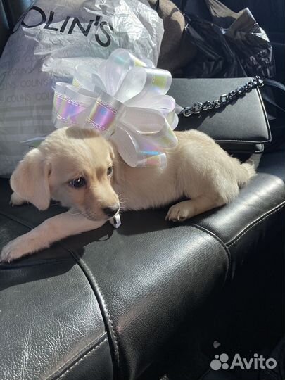 Щенок бигль мальчик