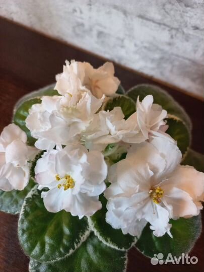 Цветущие фиалки