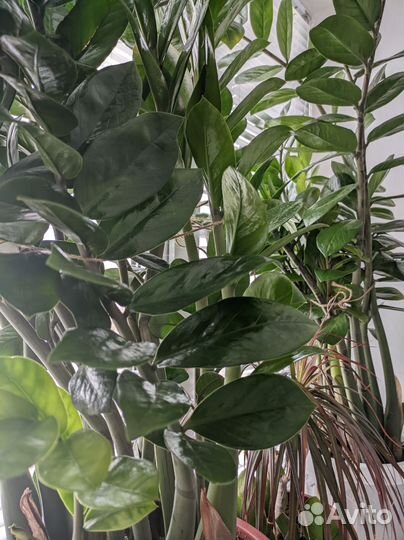 Замиокулькас