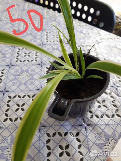 Хлорофитум кудрявый