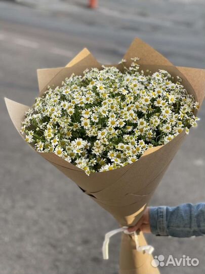 Ромашки цветы 15.25.51.101.151.201