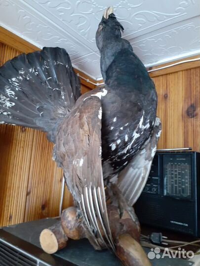 Чучела животных