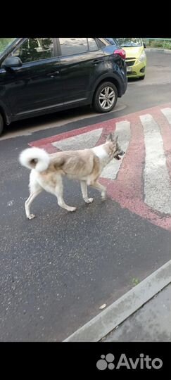 Найдена собака