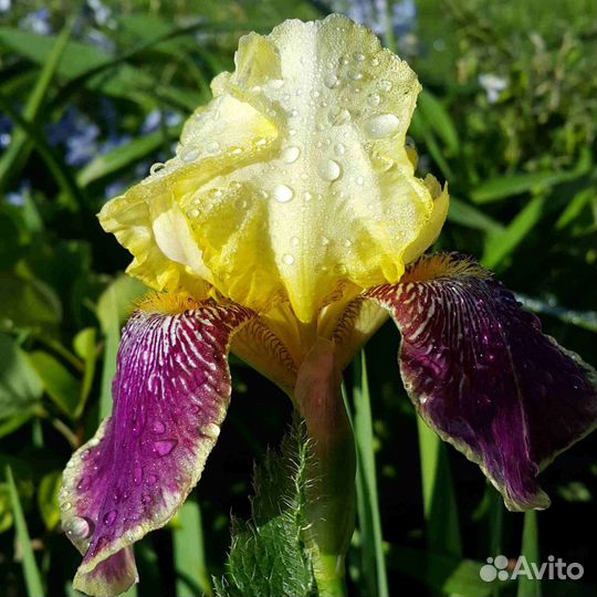 Ирисы - многолетние