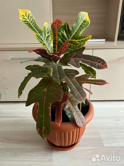 Кодиеум кротон