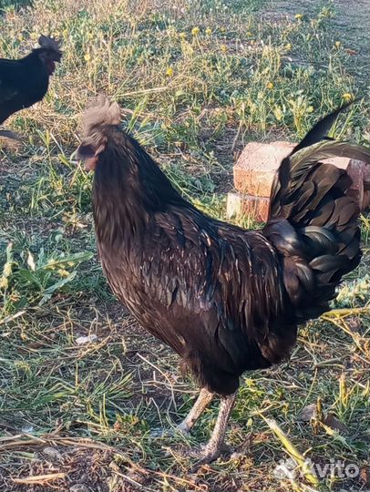 Молодые петухи Ухейлюй