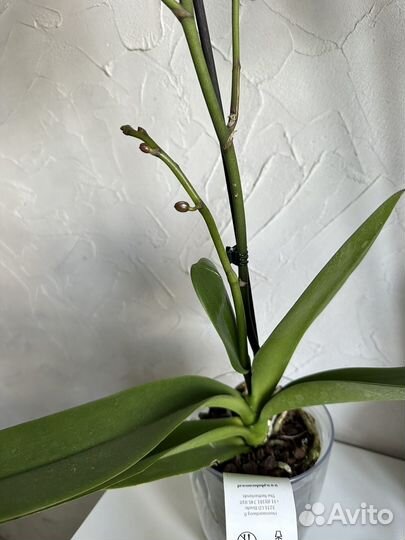 Орхидея фаленопсис биг лип новый сорт