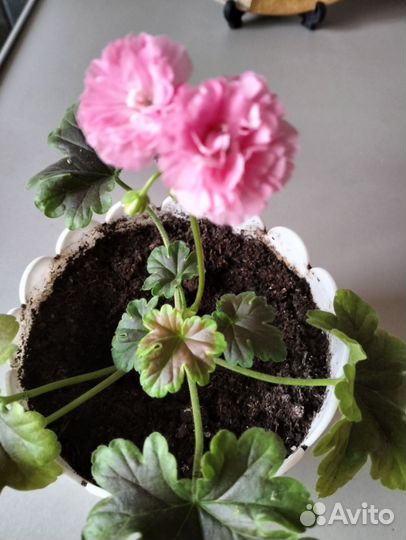 Пеларгония Оденсио маде ин Шведен