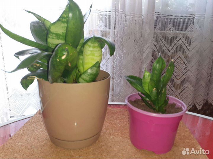 Сансевиерия ханни