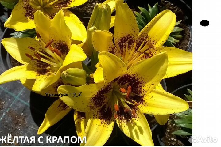 Лилии Сортовые. Доставка Пересылка Почтой