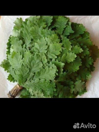 Дубовые веники для бани