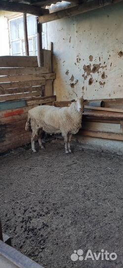 Овцы бараны