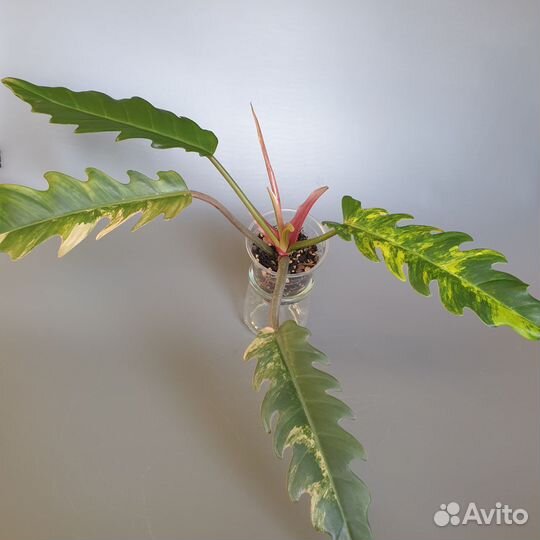 Филодендрон карамель марбл