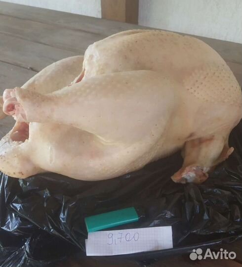 Индюк живым весом