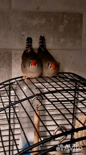 Продам двух амадинов, девочки 6 месяцев, с клеткой