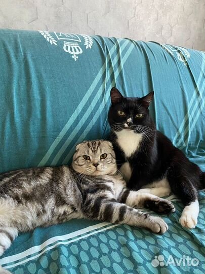 Шотландский вислоухий кот на вязку