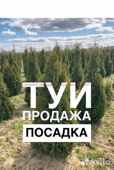 Туя