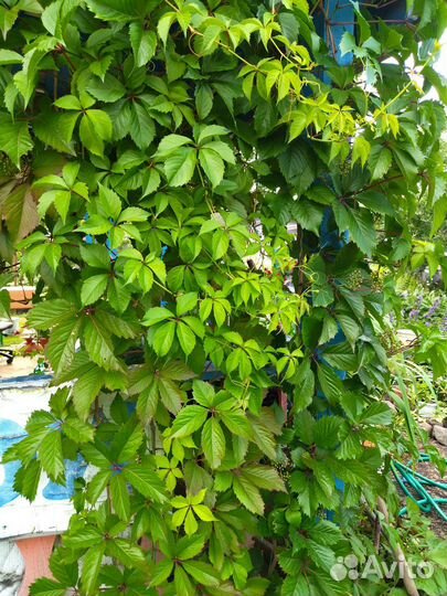 Девичий виноград