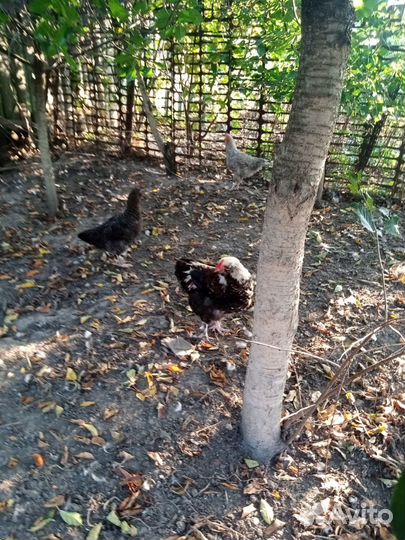 Индоутки мускусные