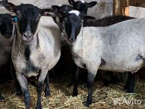 Романовские овцы.Матки,ярки,бараны