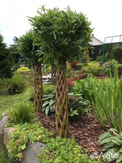 Плетенные деревья, плетенные ивы, пальма