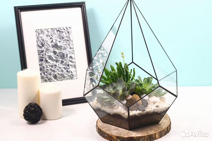 Суккуленты флорариум