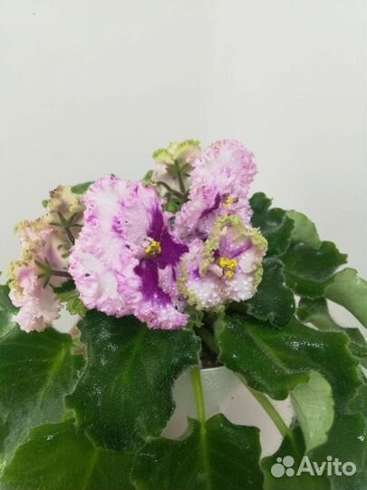 Именные сортовые фиалки, Юлия, Татьяна, Алиса