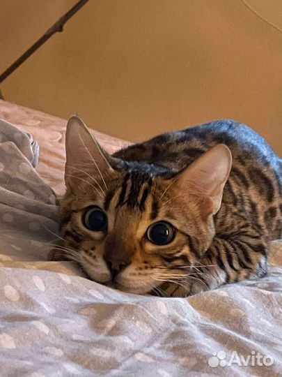 Бенгальские котята