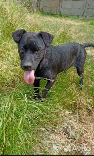 Щенки ищут дом