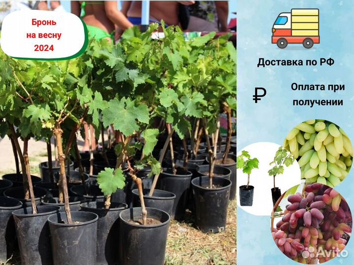 Саженцы Винограда