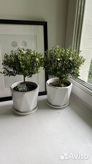 Мирт, дерево, в наличии