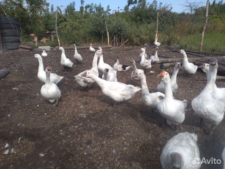 Утки, индоутки