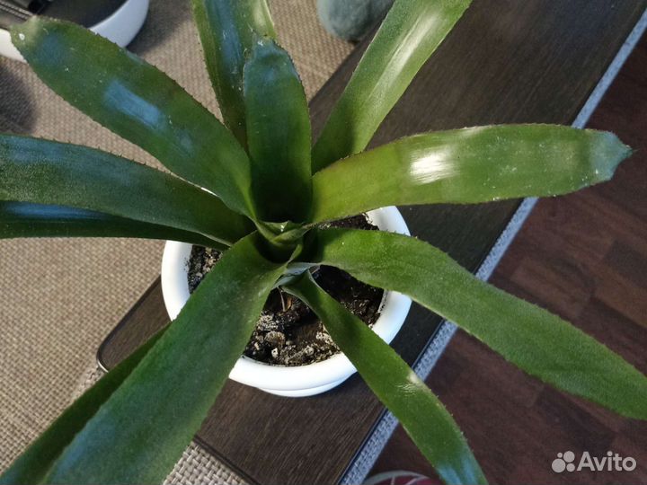 Бильбергия