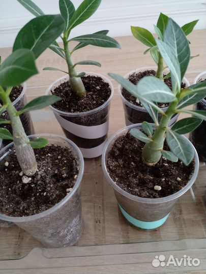 Адениум обесум