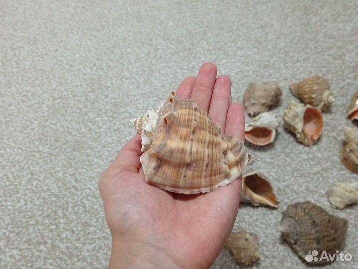 Ракушка от рапана